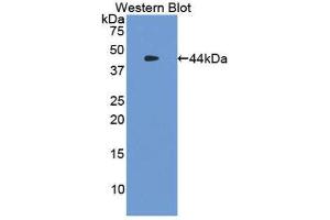 Western Blotting (WB) image for anti-Tryptase alpha/beta 1 (TPSAB1) (AA 151-275) antibody (ABIN1860849) (TPSAB1 anticorps  (AA 151-275))