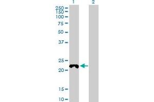 Western Blot analysis of COX4NB expression in transfected 293T cell line by COX4NB MaxPab polyclonal antibody. (COX4NB anticorps  (AA 1-210))