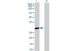 Western Blot analysis of UBTD1 expression in transfected 293T cell line by UBTD1 MaxPab polyclonal antibody. (UBTD1 anticorps  (AA 1-227))
