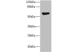 Western blot All lanes: CHRNA2 antibody at 2. (CHRNA2 anticorps  (AA 27-264))