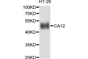 Western blot analysis of extracts of HT-29 cells, using CA12 antibody (ABIN5997338) at 1/1000 dilution. (CA12 anticorps)