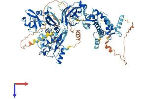 AlphaFold protein structure predicition of Human Recombinant CAPN3 Protein, UniprotID P20807
