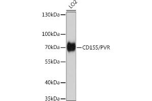 Western blot analysis of extracts of LO2 cells, using CD155/PVR antibody (ABIN6127569, ABIN6146508, ABIN6146510 and ABIN6221426) at 1:1000 dilution. (Poliovirus Receptor anticorps  (AA 220-345))