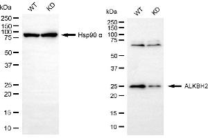 Western blotting analysis using ALKBH2 antibody (ABIN7797580). (Recombinant ALKBH2 anticorps)