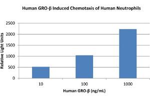 SDS-PAGE of Human Gro-beta (CXCL2) Recombinant Protein Bioactivity of Human Gro-beta (CXCL2) Recombinant Protein.