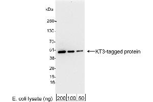 anti-KT3 Tag antibody