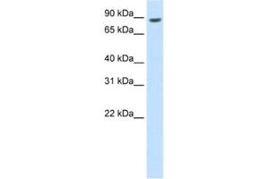 Western Blotting (WB) image for anti-BRF1, RNA polymerase III transcription initiation factor subunit (BRF1) antibody (ABIN2462032) (BRF1 anticorps)