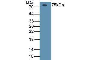 Detection of Recombinant HRG, Human using Monoclonal Antibody to Histidine Rich Glycoprotein (HRG)