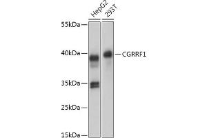 Western blot analysis of extracts of various cell lines, using CGRRF1 antibody (ABIN7266267) at 1:1000 dilution. (CGR19 anticorps  (AA 40-170))