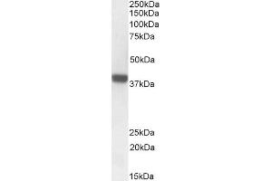 ABIN625827 (1 μg/mL) staining of Rat Skin lysate (35 μg protein in RIPA buffer). (FOXI3 anticorps  (Internal Region))