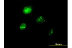 Immunofluorescence of purified MaxPab antibody to IRF1 on HeLa cell. (IRF1 anticorps  (AA 1-325))