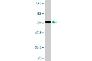 Western Blot detection against Immunogen (54.