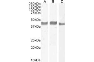 Western Blot using anti-TIGIT antibody 1B4. (Recombinant TIGIT anticorps)