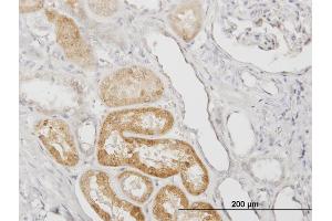 Immunoperoxidase of monoclonal antibody to SERPINA3 on formalin-fixed paraffin-embedded human kidney. (SERPINA3 anticorps  (AA 25-423))