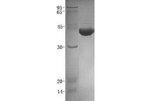 Validation with Western Blot (B4GALT4 Protein (Transcript Variant 2) (GST tag,His tag))