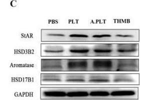 Treatment of HESCs with activated platelets resulted in increased production of E2 through upregulation of steroidogenic genes.