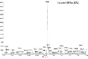 Mass Spectrometry (MS) image for Histone H3 (H3) (H3K9ac) protein (ABIN2669541)