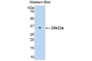 Western Blotting (WB) image for anti-Secreted Protein, Acidic, Cysteine-Rich (Osteonectin) (SPARC) (AA 18-301) antibody (ABIN1078417)