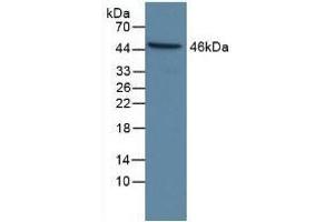 Detection of CASP9 in Human Hela Cells using Polyclonal Antibody to Caspase 9 (CASP9)