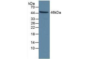 Detection of CASP9 in Human Hela Cells using Polyclonal Antibody to Caspase 9 (CASP9) (Caspase 9 anticorps  (AA 331-416))