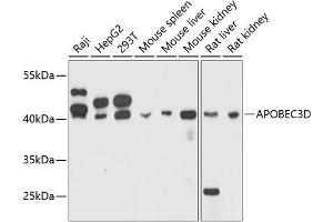 Western blot analysis of extracts of various cell lines, using D antibody (ABIN6129930, ABIN6137008, ABIN6137009 and ABIN6215339) at 1:3000 dilution. (APOBEC3D anticorps  (AA 207-386))