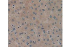 IHC-P analysis of Human Tissue, with DAB staining. (GLA anticorps  (AA 147-371))