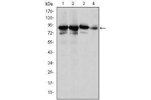 Western blot analysis using XRCC5 mouse mAb against Hela (1), MCF-7 (2), A549 (3) and NIH/3T3 (4) cell lysate. (XRCC5 anticorps)