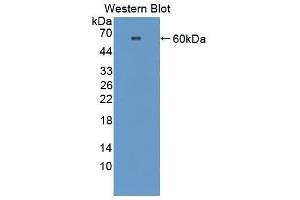 Western Blotting (WB) image for anti-Cadherin 1, Type 1, E-Cadherin (Epithelial) (CDH1) (AA 375-631) antibody (ABIN1858334)