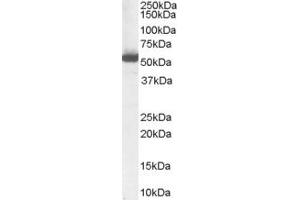 ABIN185587 (1µg/ml) staining of Human Liver Lysate (35µg protein in RIPA buffer).