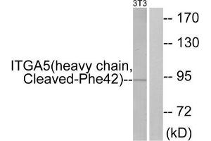 Western blot analysis of extracts from 3T3 cells, treated with etoposide (25uM, 24hours), using ITGA5 (heavy chain, Cleaved-Phe42) antibody. (ITGA5 anticorps  (Cleaved-Phe42, N-Term))