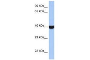 Image no. 1 for anti-Transmembrane Emp24 Protein Transport Domain Containing 8 (TMED8) (AA 251-300) antibody (ABIN6743954)