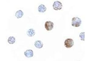 anti-ST3 beta-Galactoside alpha-2,3-Sialyltransferase 6 (ST3GAL6) (C-Term) antibody