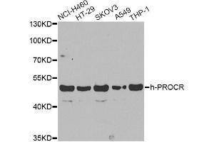 Western blot analysis of extracts of various cell lines, using PROCR antibody. (PROCR anticorps)
