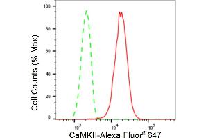 Flow cytometric analysis of CaMKII expression in HepG2 cells using CaMKII antibody (ABIN7797837), 1:2,000).