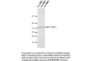 Image no. 1 for anti-Histone Deacetylase 2 (HDAC2) (AA 473-488) antibody (ABIN1042602) (HDAC2 anticorps  (AA 473-488))