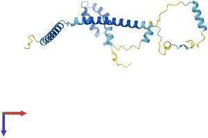 AlphaFold protein structure predicition of Mouse Recombinant Ccdc124 Protein, UniprotID Q9D8X2