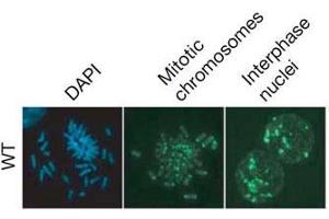 Immunofluorescence (IF) image for anti-5-Methylcytosine antibody (FITC) (ABIN2451914) (5-Methylcytosine anticorps (FITC))