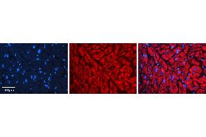 Rabbit Anti-HSP90AB1 Antibody  AV Formalin Fixed Paraffin Embedded Tissue: Human heart Tissue Observed Staining: Cytoplasmic Primary Antibody Concentration: 1:100 Other Working Concentrations: 1:600 Secondary Antibody: Donkey anti-Rabbit-Cy3 Secondary Antibody Concentration: 1:200 Magnification: 20X Exposure Time: 0. (HSP90AB1 anticorps  (N-Term))