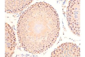 ABIN6267288 at 1/100 staining rat testis tissue sections by IHC-P.