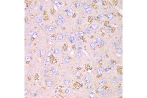 Immunohistochemistry of paraffin-embedded rat brain using TXN2 antibody. (TXN2 anticorps)