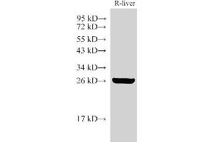 Western Blot analysis of Rat liver using GSTA1 Polyclonal Antibody at dilution of 1:3000 (GSTA1 anticorps)