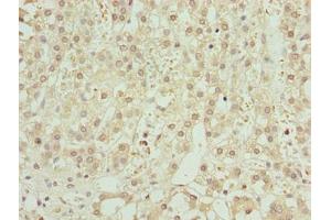 Immunohistochemistry of paraffin-embedded human adrenal gland tissue using ABIN7176547 at dilution of 1:100