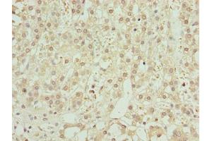 Immunohistochemistry of paraffin-embedded human adrenal gland tissue using ABIN7176547 at dilution of 1:100 (ZNF821 anticorps  (AA 1-370))
