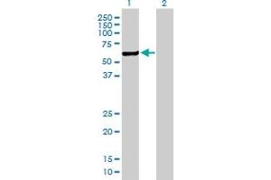 Western Blot analysis of CHKA expression in transfected 293T cell line by CHKA MaxPab polyclonal antibody. (Choline Kinase alpha anticorps  (AA 1-457))