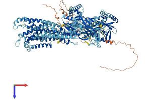 AlphaFold protein structure predicition of Human Recombinant ATP8B2 Protein, UniprotID P98198