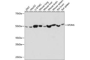Western blot analysis of extracts of various cell lines, using M1 Rabbit mAb (ABIN7265448) at 1:1000 dilution.