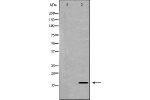 Western blot analysis of extracts of SW480 , using MDK antibody. (Midkine anticorps  (Internal Region))