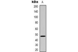 Western blot analysis of GDF7 expression in Hela (A) whole cell lysates. (GDF7 anticorps)
