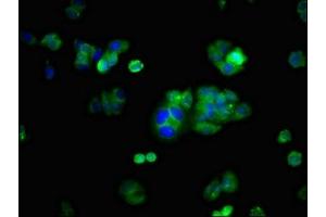 Immunofluorescent analysis of HepG2 cells using ABIN7163993 at dilution of 1:100 and Alexa Fluor 488-congugated AffiniPure Goat Anti-Rabbit IgG(H+L) (KCNH2 anticorps  (AA 894-1137))