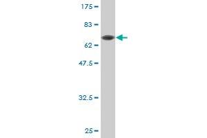 Western Blot detection against Immunogen (71.